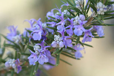 ROSEMARY FOR HAIRCARE: 6 Benefits and How to Use It.